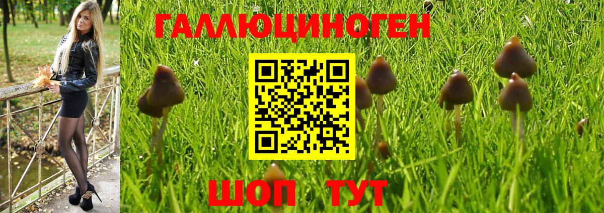 Галлюциногенные грибы Psilocybine cubensis Нарткала